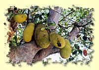 Jackfruit