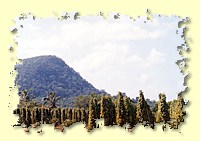 Pepper plantation