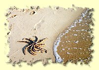 Sea star