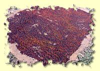 dried pepper